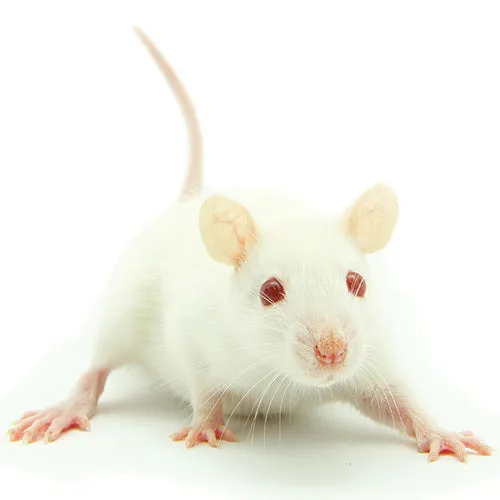 FROZEN MICE - PINKIES 5PK