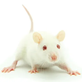 FROZEN MICE - PINKIES 5PK